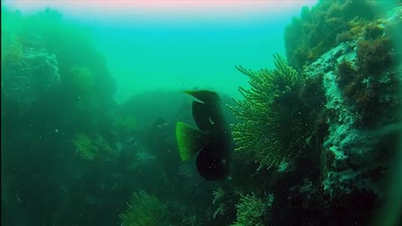 Isla Foca: La isla de los secretos / Seal Island: Island of Secrets