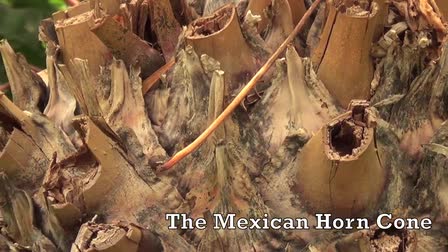 Illinois State University Greenhouse "Plants of Mexico"