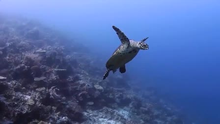 OttoFerdinand_Showreel_ProductionHUB_DiveIndonesiaBeforeYouDie