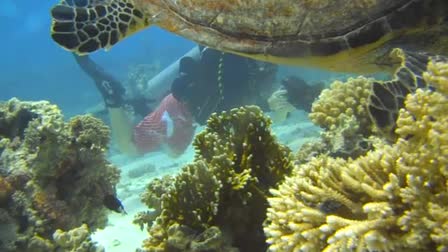 red sea
