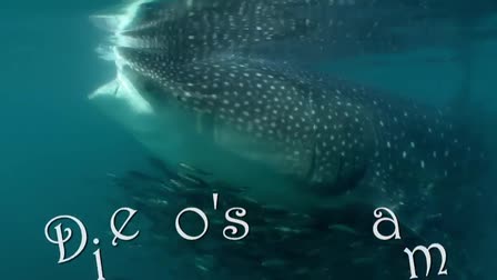 Diego's Dream - Shot by DP Underwater Cameraman Jim Knowlton