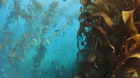 Underwater DP Cameraman Jim Knowlton shoots for SCE Edison and Reef Check at Catalina Island, CA 