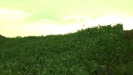 Conservation Agriculture in Chiapas