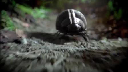 VW Beetle "Black Beetle" :30