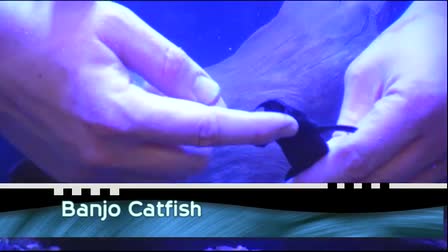 The Wonderful World of Shedd Show (November 2013)