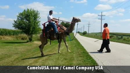Call 815-600-6464-Animal Rental,Animal Rentals,Animal Rental Chicago,Animal Rentals Chicago,Animal Rental Chicagoland Area,Animal Rentals Chicagoland Area