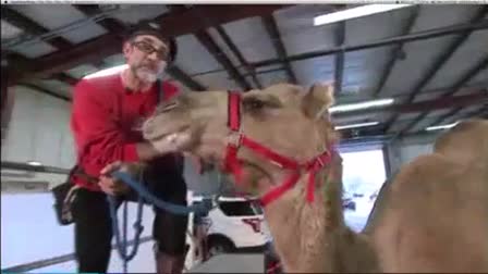 Call 815-600-6464-Animal Rental,Animal Rentals,Animal Rental Chicago,Animal Rentals Chicago,Animal Rental Chicagoland Area,Animal Rentals Chicagoland Area