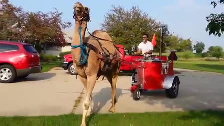 Call 815-600-6464-Animal Rental,Animal Rentals,Animal Rental Chicago,Animal Rentals Chicago,Animal Rental Chicagoland Area,Animal Rentals Chicagoland Area