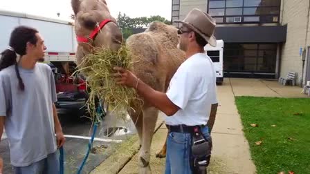 Call 815-600-6464-Animal Rental,Animal Rentals,Animal Rental Chicago,Animal Rentals Chicago,Animal Rental Chicagoland Area,Animal Rentals Chicagoland Area
