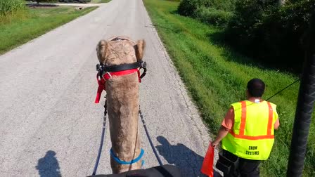 Call 815-600-6464-Animal Rental,Animal Rentals,Animal Rental Chicago,Animal Rentals Chicago,Animal Rental Chicagoland Area,Animal Rentals Chicagoland Area