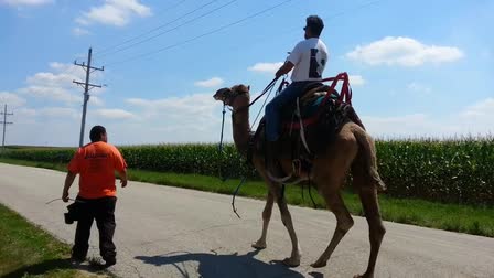 Call 815-600-6464-Animal Rental,Animal Rentals,Animal Rental Chicago,Animal Rentals Chicago,Animal Rental Chicagoland Area,Animal Rentals Chicagoland Area