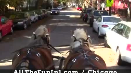 Call 815-600-6464-Animal Rental,Animal Rentals,Animal Rental Chicago,Animal Rentals Chicago,Animal Rental Chicagoland Area,Animal Rentals Chicagoland Area