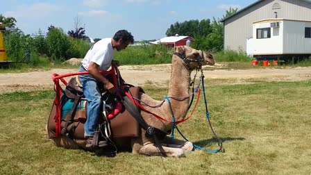 Call 815-600-6464-Animal Rental,Animal Rentals,Animal Rental Chicago,Animal Rentals Chicago,Animal Rental Chicagoland Area,Animal Rentals Chicagoland Area