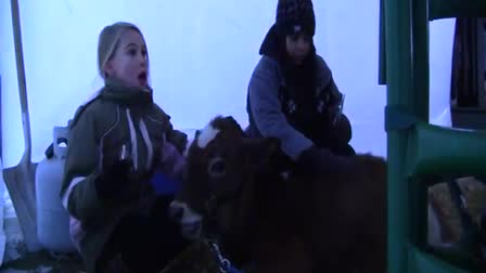 Call 815-600-6464-Animal Rental,Animal Rentals,Animal Rental Chicago,Animal Rentals Chicago,Animal Rental Chicagoland Area,Animal Rentals Chicagoland Area