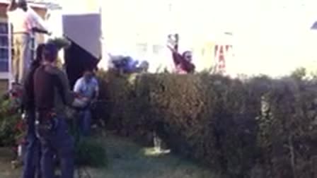 Lawn mower on bushes