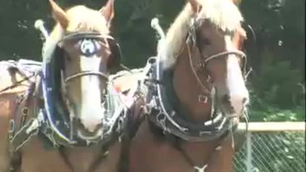 Of Horse & Man