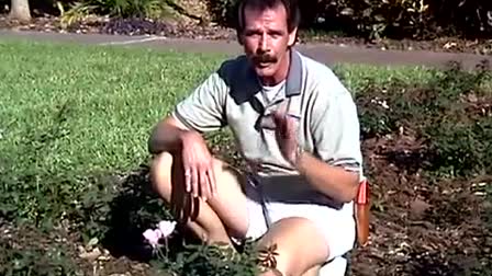 Eye On Gardening TV Series Tip's On Rose's 
