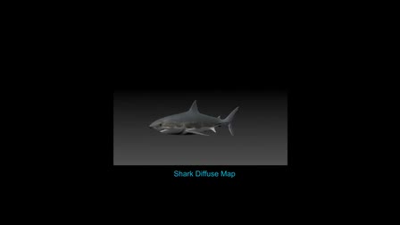 Sharks Plate