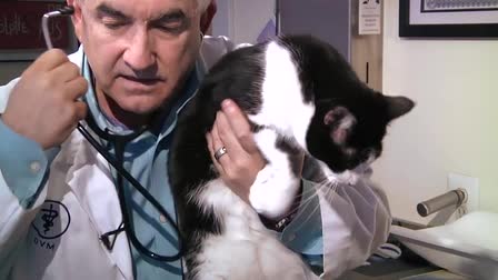 Website Welcome Video for the NOVA Cat Clinic