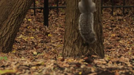Somerville Community Path Autumn Film Ditty