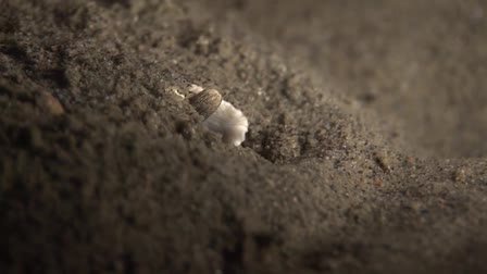 Attack of the Sea Slugs