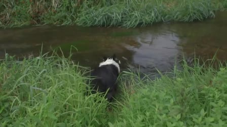 K-9 to 5: Paddy Mac the Farm Dog