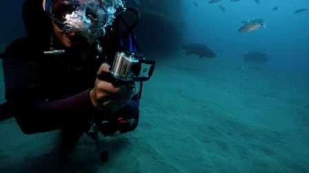 Shark Dive