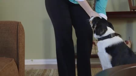 Camp Bow Wow 2 Minute Commercial from the dogs point of view