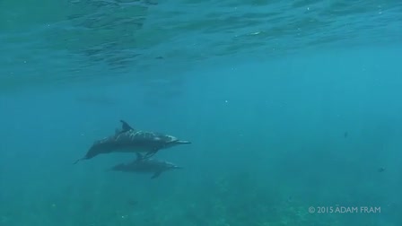 Underwater Cinema Reel