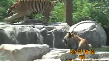 Big Cat Habitat PSA