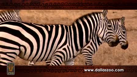 Dallas Zoo - Giants of the Savana