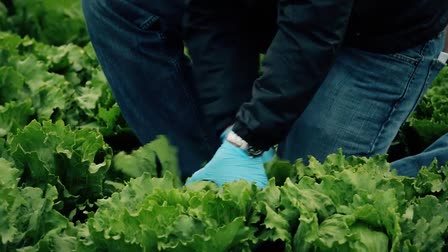 Braga Fresh Family Farms: Food Safety