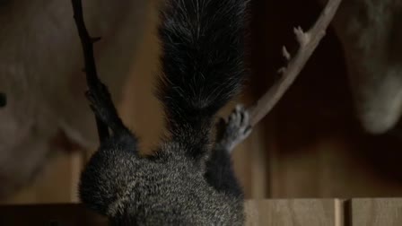 Taxidermy: A Lost Art?