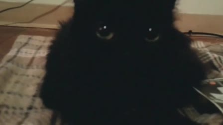 Cute Kitties 