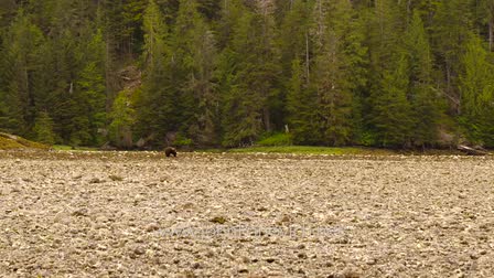 2015 (Spring/Summer) Wildlife Sample reel 