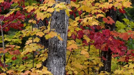 Forestry in the State of Michigan