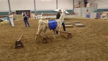 Llama Nation