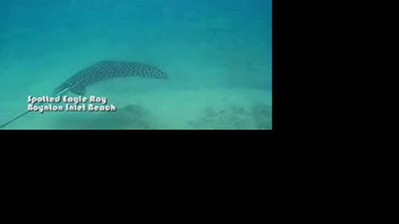 Spotted Eagle ray