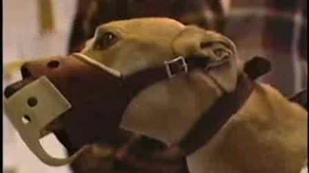 Those Amazing Dogs