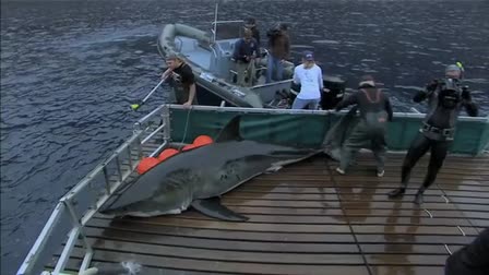 Expedition Great White