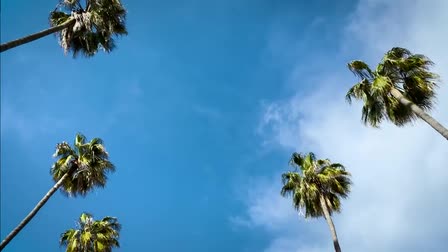 Hollywood Palms - Film Location (Mr. Location Scout)