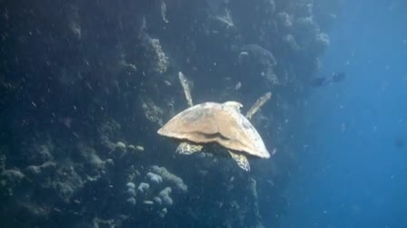 Underwater Opera