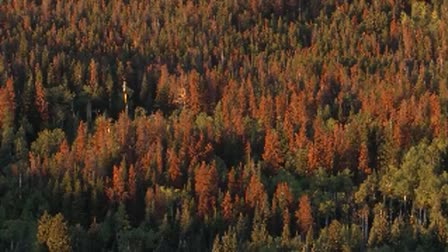 Death of a Forest